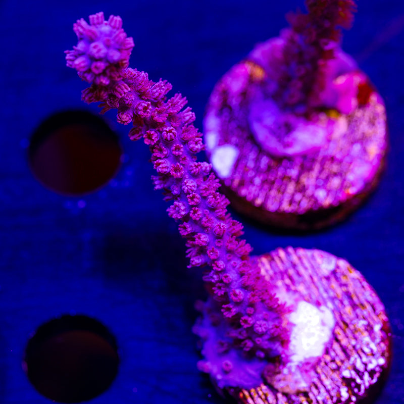 CC Purple Sea Whip #2