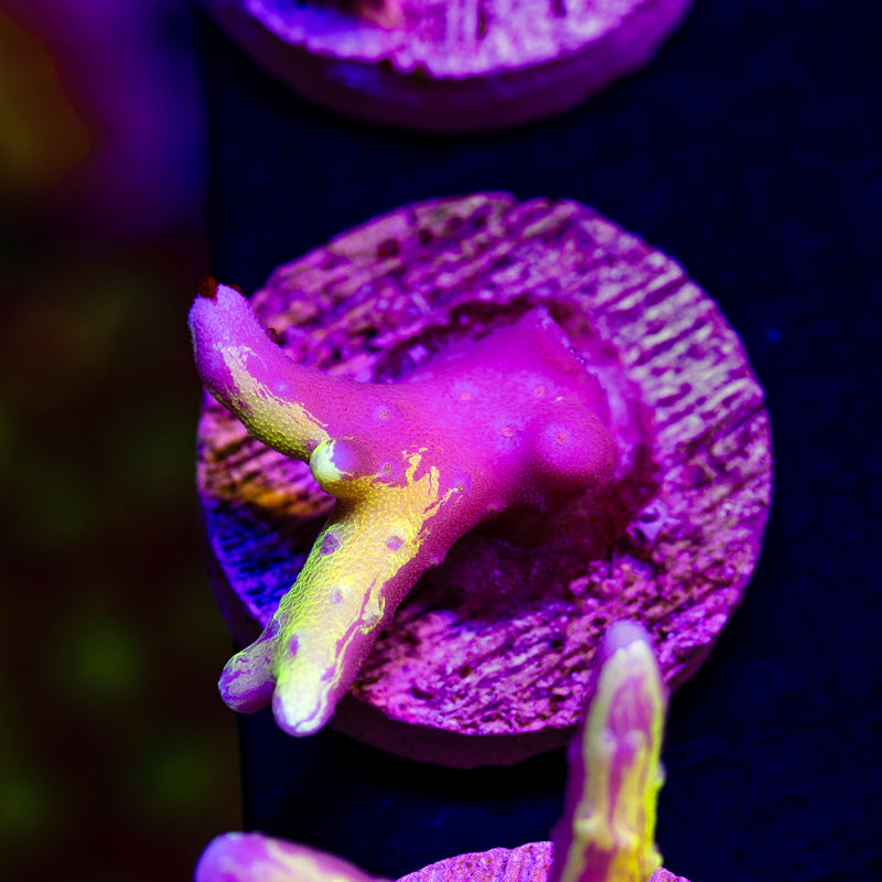 Raising Reefs Lemon Kiwi Grafted Anacropora #2