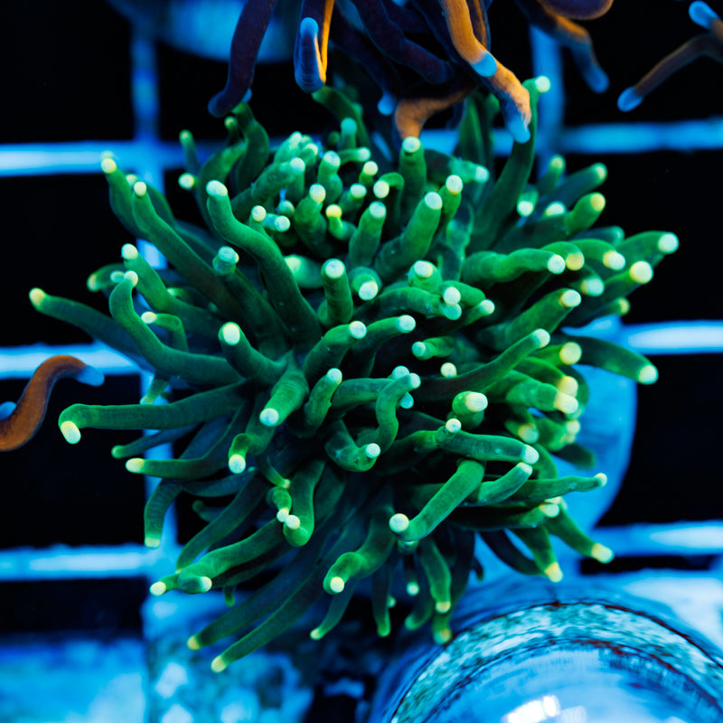 Green on Green Torch