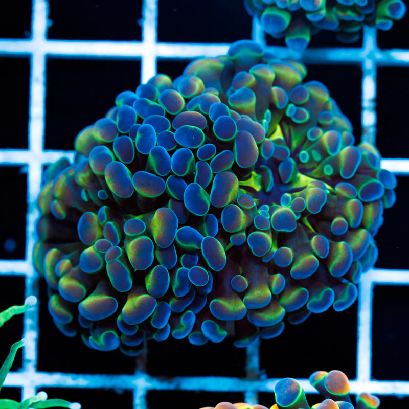 CC Hologram Hammer #2