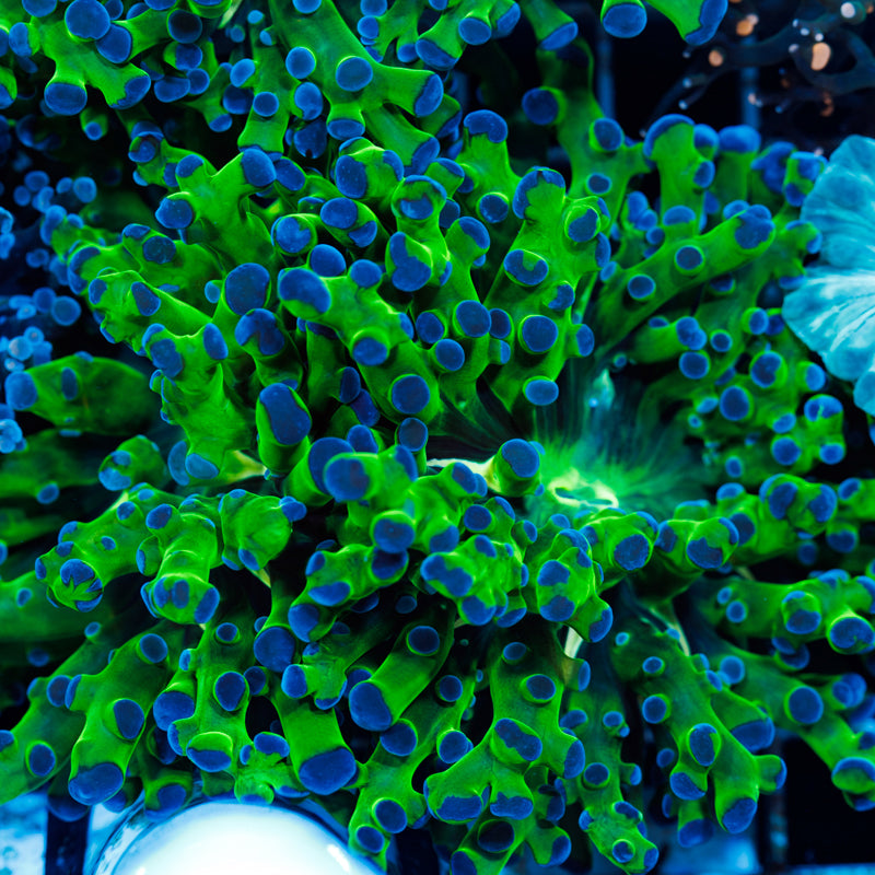 Blu Tip Frogspawn #2