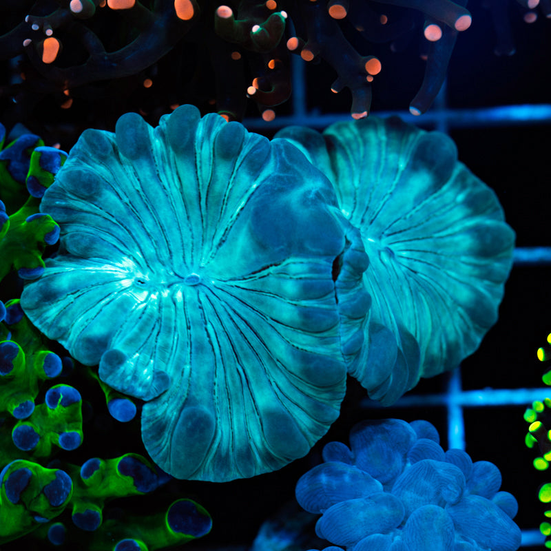 Fox Coral