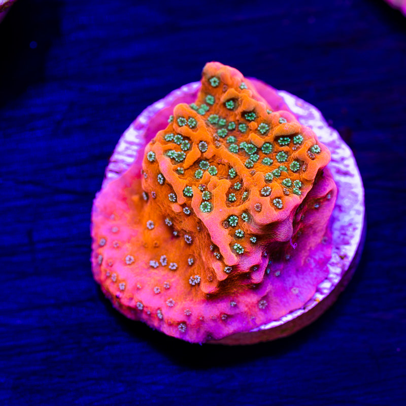 CC Orange Creamsicle Monti #2