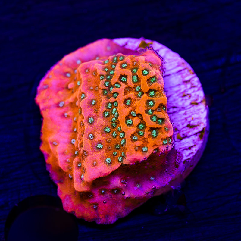 CC Orange Creamsicle Monti #3
