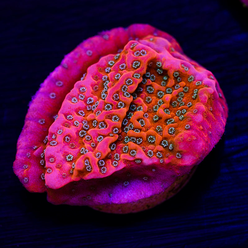 CC Orange Creamsicle Monti #5