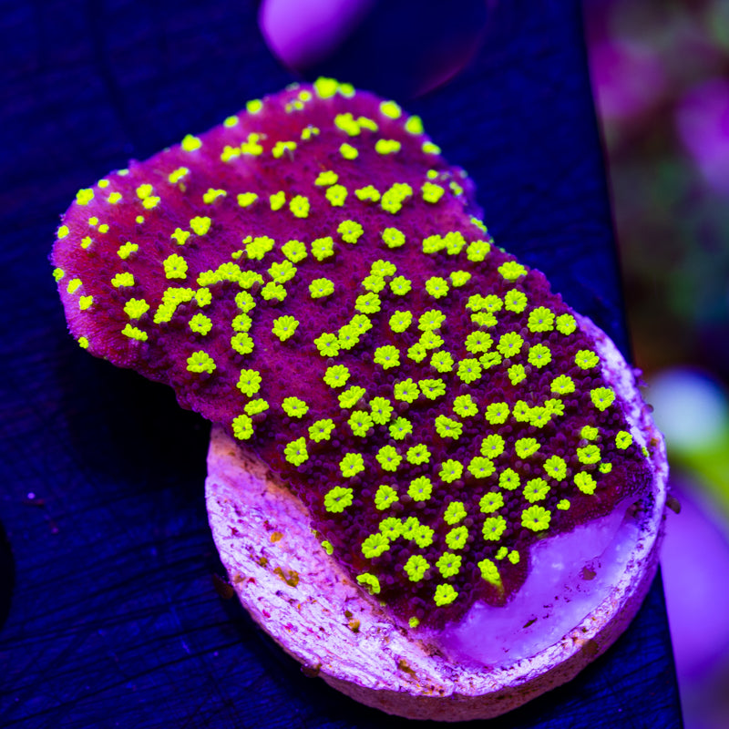 TDF Electric Grape Monti #2
