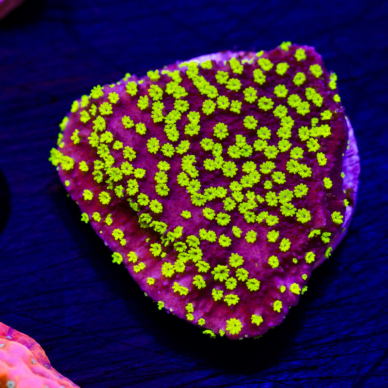 TDF Electric Grape Monti #3