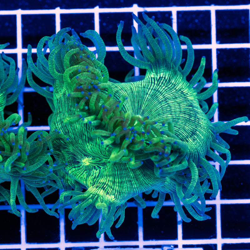 CC Bulletproof Elegance Coral #2
