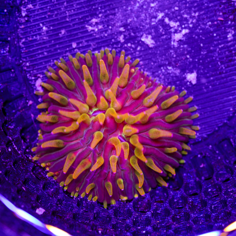 CC Flame Tip Diaseris #2