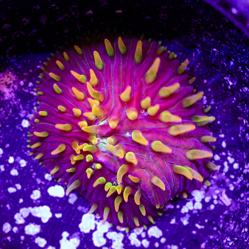 CC Flame Tip Diaseris #3