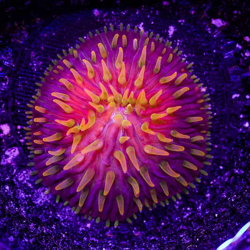 CC Flame Tip Diaseris #4