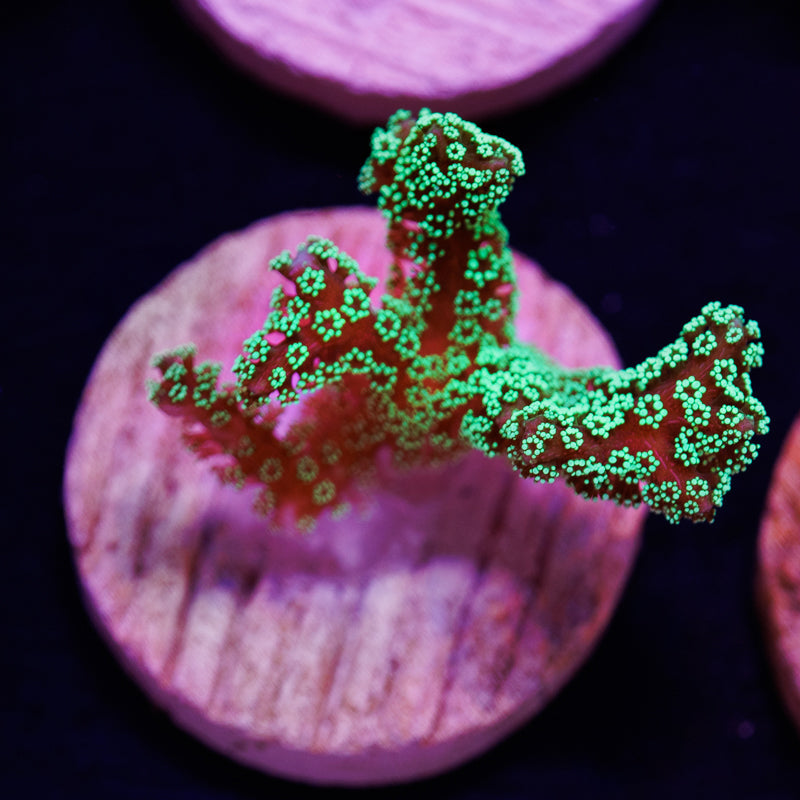 PolypPalooza ORA Green Birdsnest #1