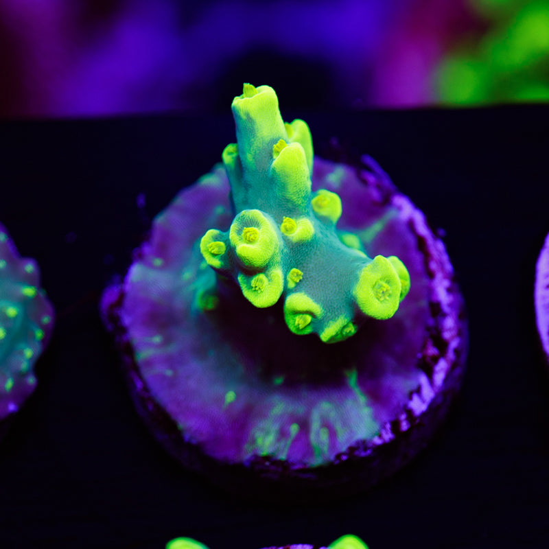 PolypPalooza CC Retina Blaster Suharsoni #2