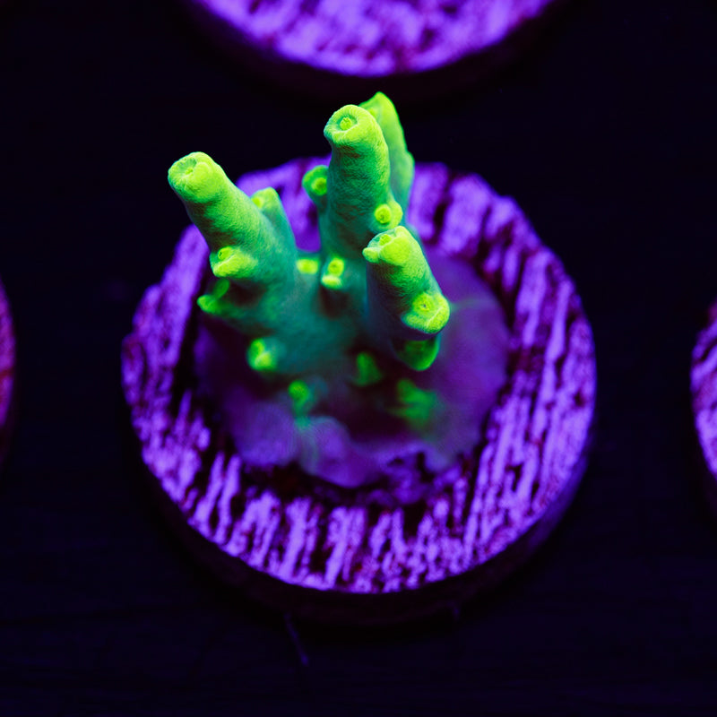 PolypPalooza CC Retina Blaster Suharsoni #6