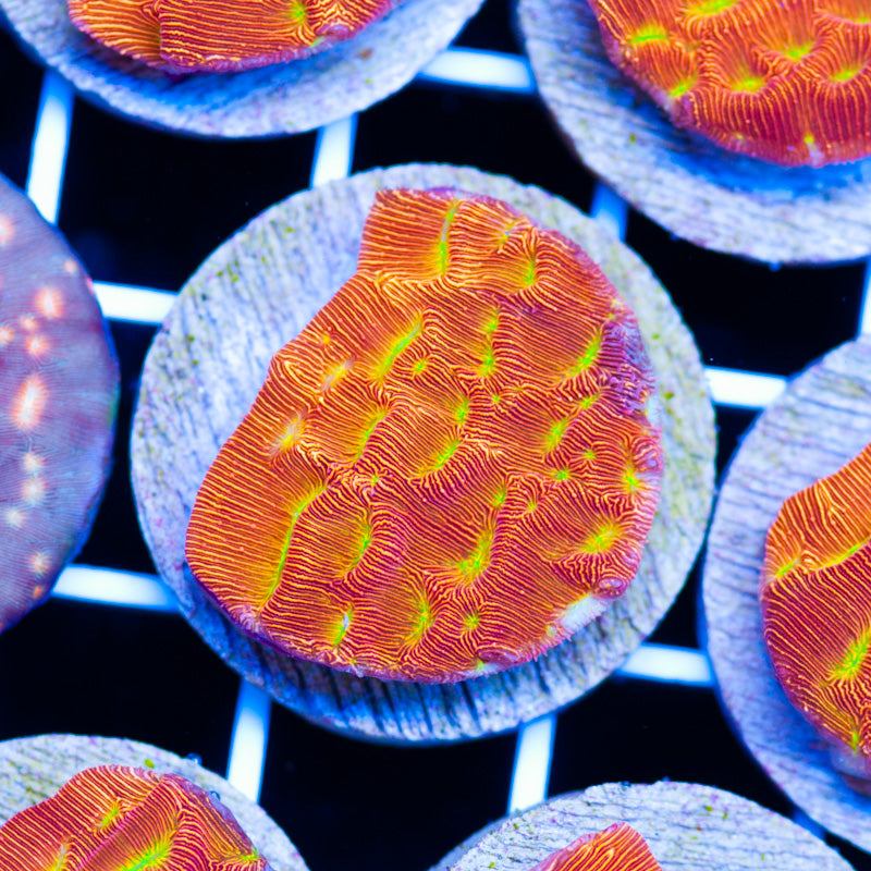 JF Jack O Lantern Lepto #2 – Cherry Corals