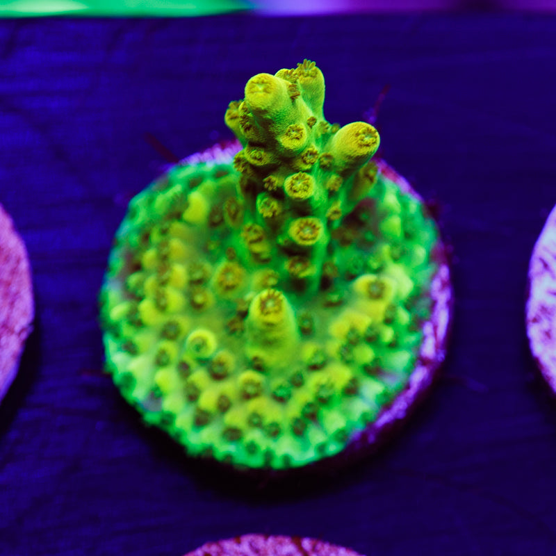 PolypPalooza CC Golddigger #6