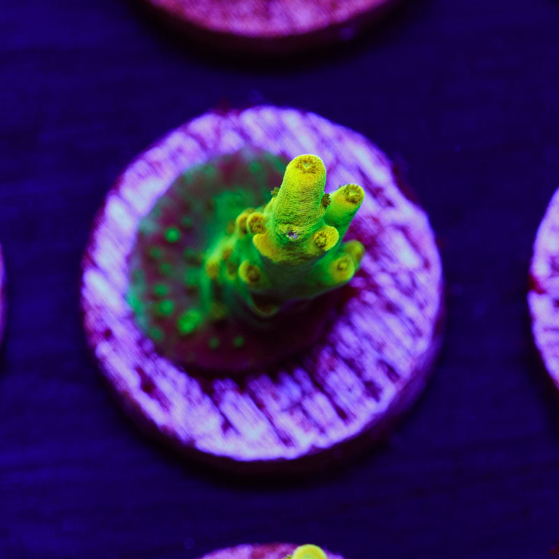 PolypPalooza CC Golddigger #8