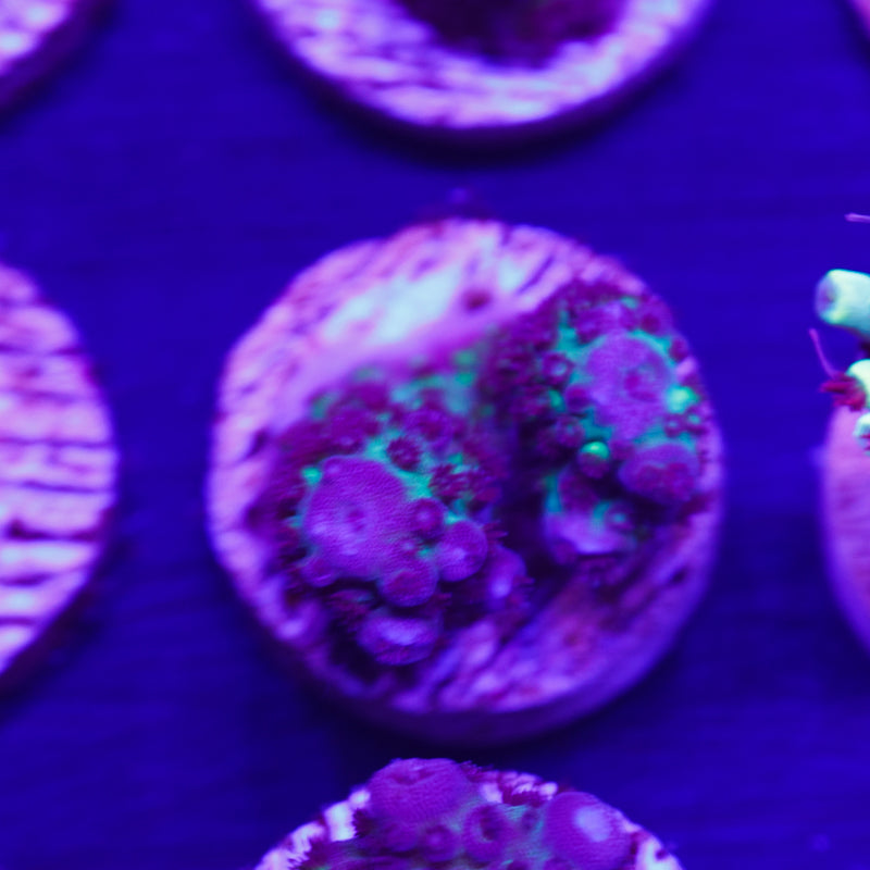 PolypPalooza ORA Juicy Grape Humulis #4