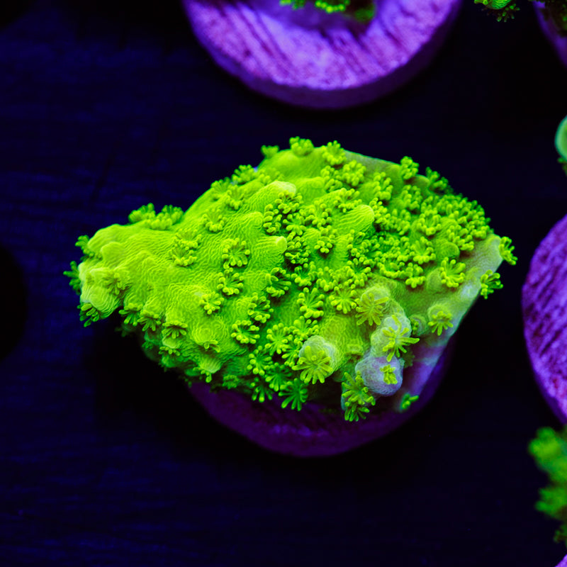 PolypPalooza Green Bali Slimer #3