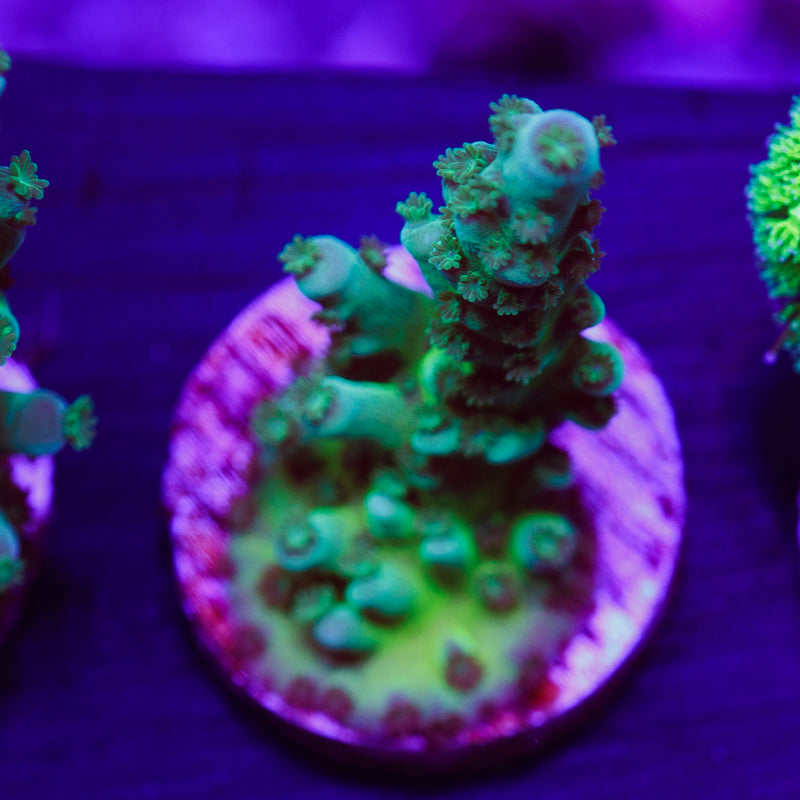 PolypPalooza CC Jolly Green Tort #5