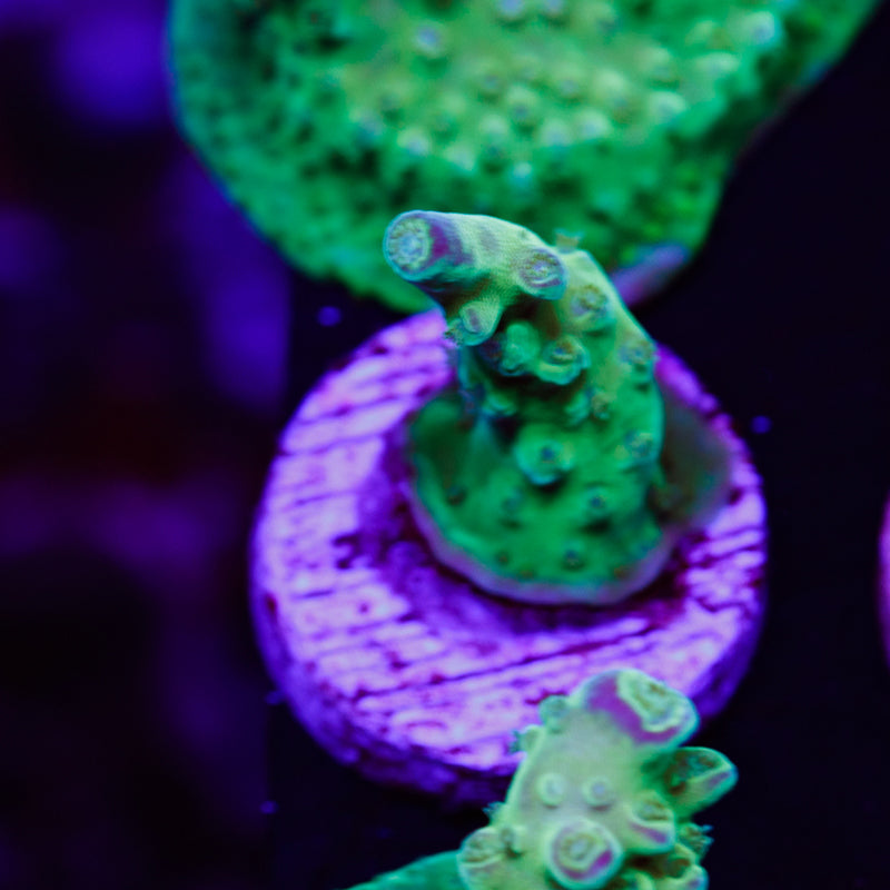 PolypPalooza TGC Pearly Gates #2