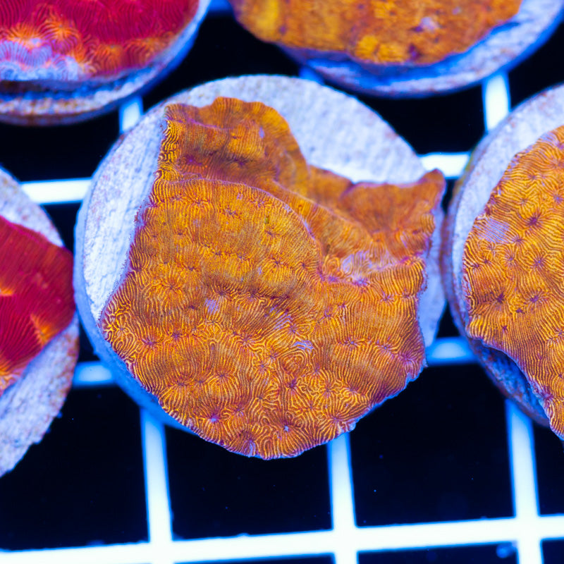 PolypPalooza CC Tangerine Lepto #1