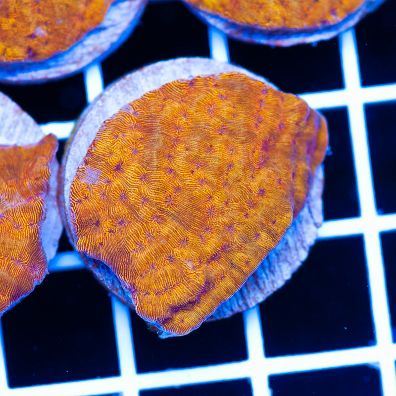 PolypPalooza CC Tangerine Lepto #6