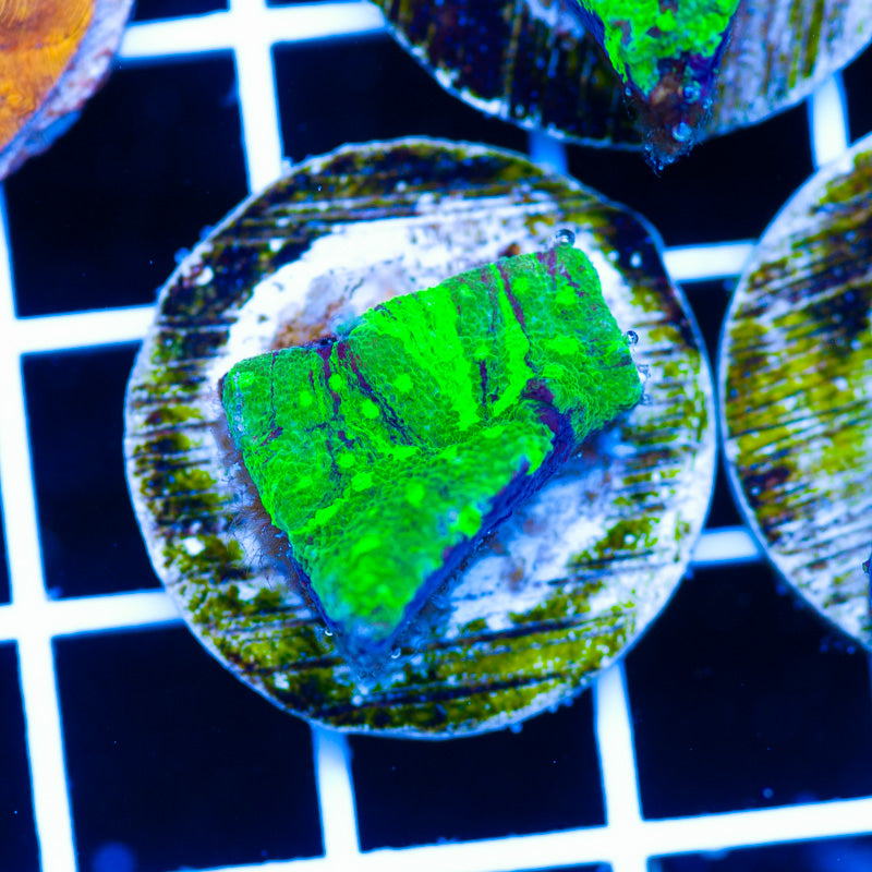 PolypPalooza Grafted Astreopora #1