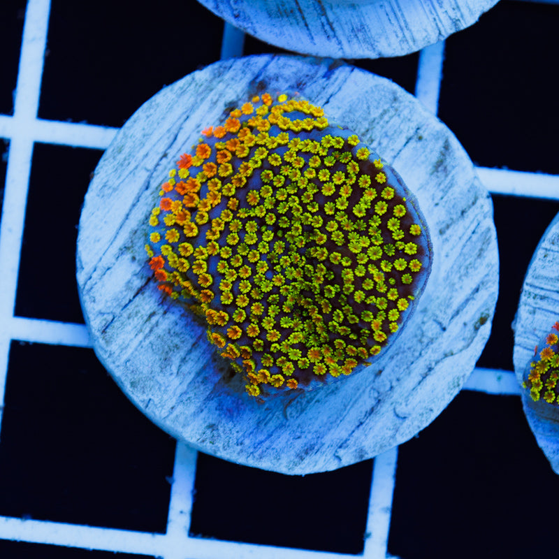 PolypPalooza Tyree Rainbow Montipora #1