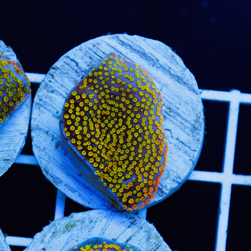 PolypPalooza Tyree Rainbow Montipora #2