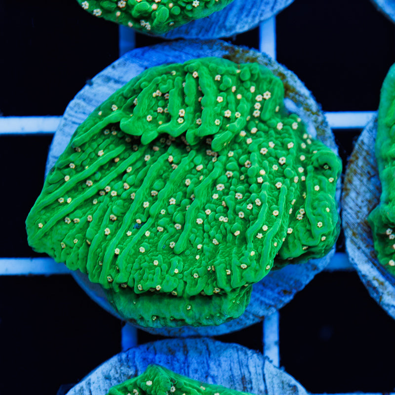 PolypPalooza JF Green Eggs and Ham #2