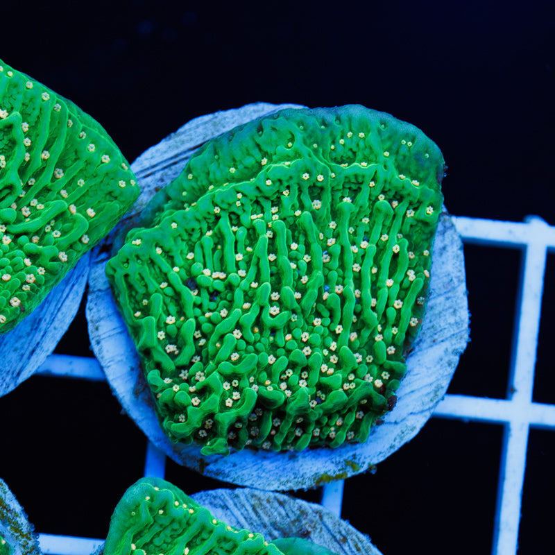 PolypPalooza JF Green Eggs and Ham #4