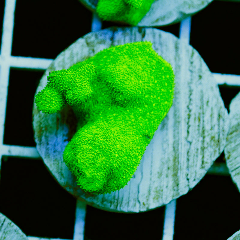 PolypPalooza ORA Kelly Green Branching Psammacora #3