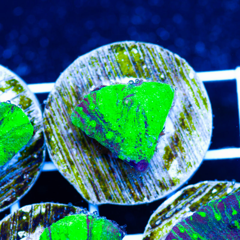 PolypPalooza Grafted Astreopora #3