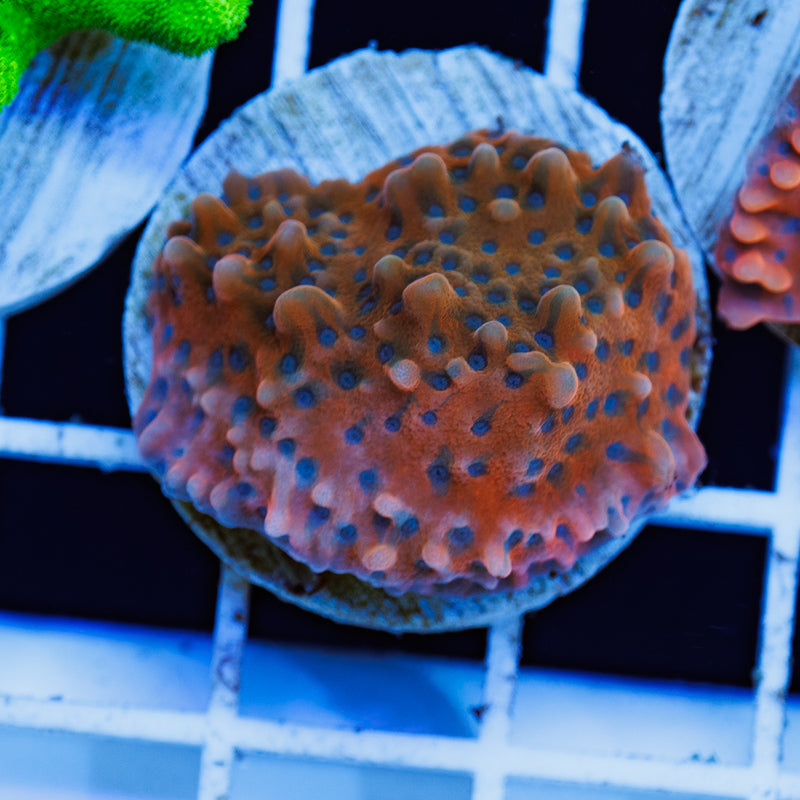 PolypPalooza JF Halo Montipora #1