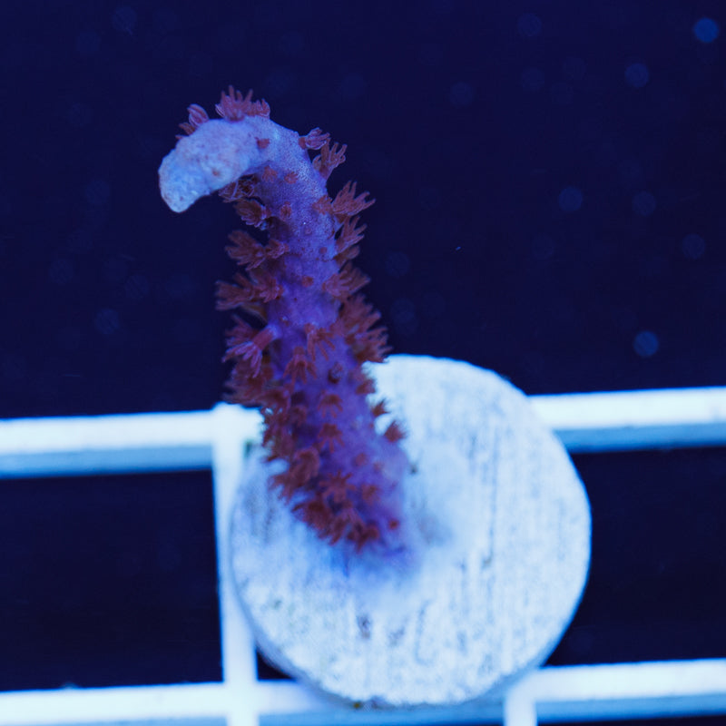 PolypPalooza CC Purple Sea Whip #1
