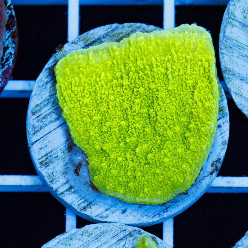 PolypPalooza Tyree Aequituberculata Monti Cap #2