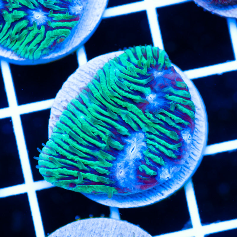 PolypPalooza CC Moon Mist Litho #2