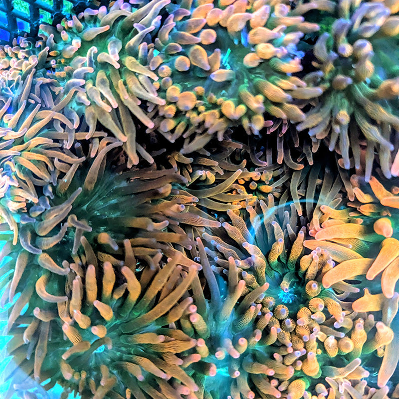 PolypPalooza Rainbow Bubble Tip Anemone #9