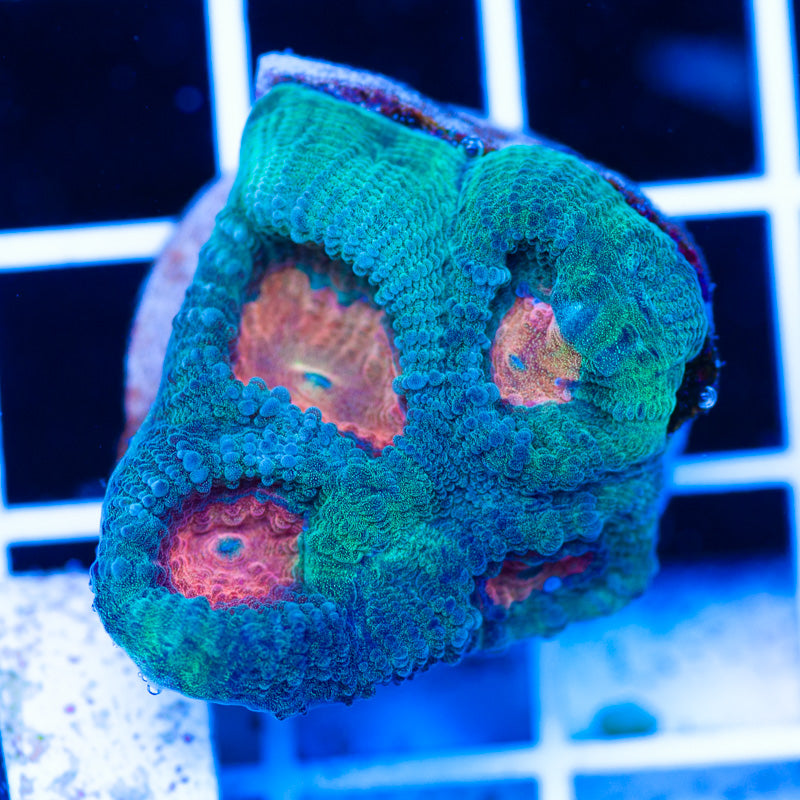 PolypPalooza CC Rambo Favia #1