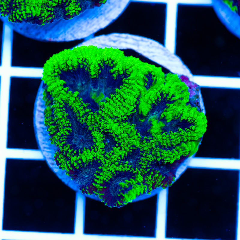 PolypPalooza CC Green Goblin Favia #2