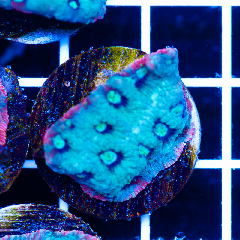 PolypPalooza Red Rim War Coral #6