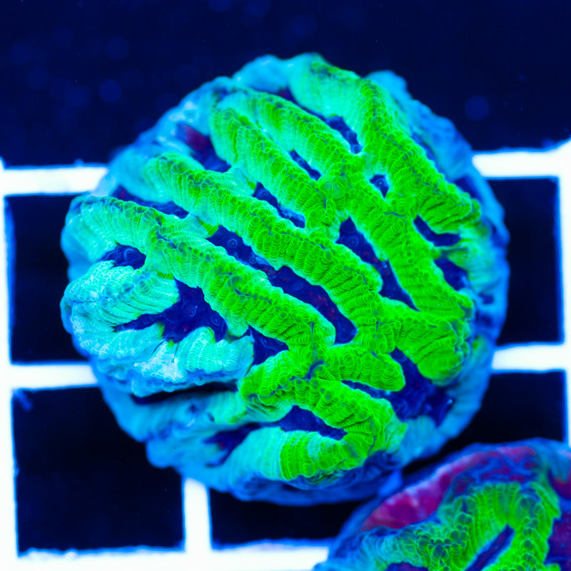 PolypPalooza CC Ice Age Maze #1