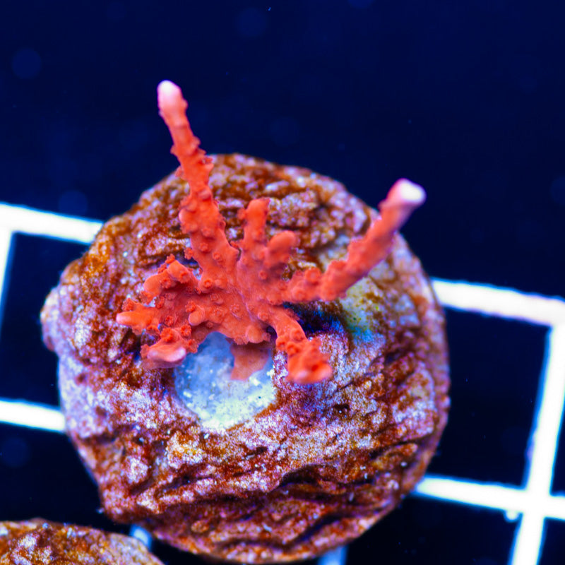 PolypPalooza Manila Spy Montipora #3