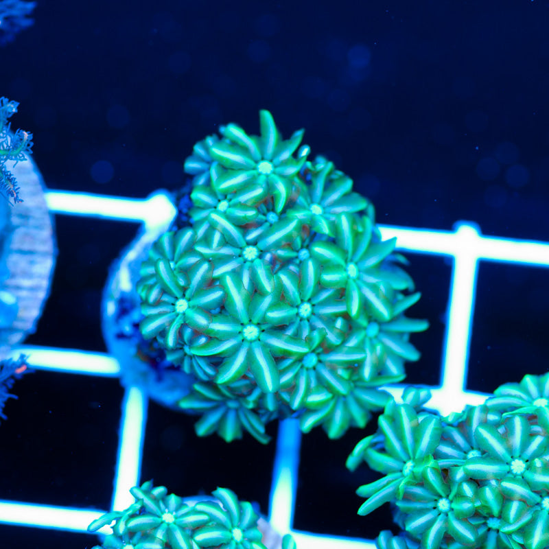 PolypPalooza CC Kryptonite Pipe Organ #4