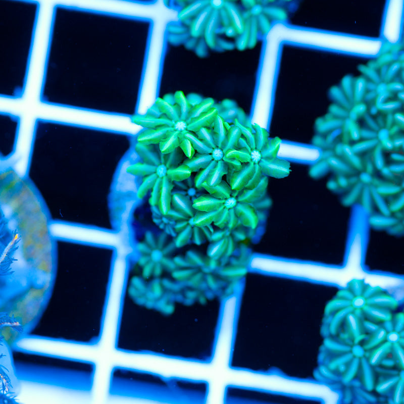 PolypPalooza CC Kryptonite Pipe Organ #6