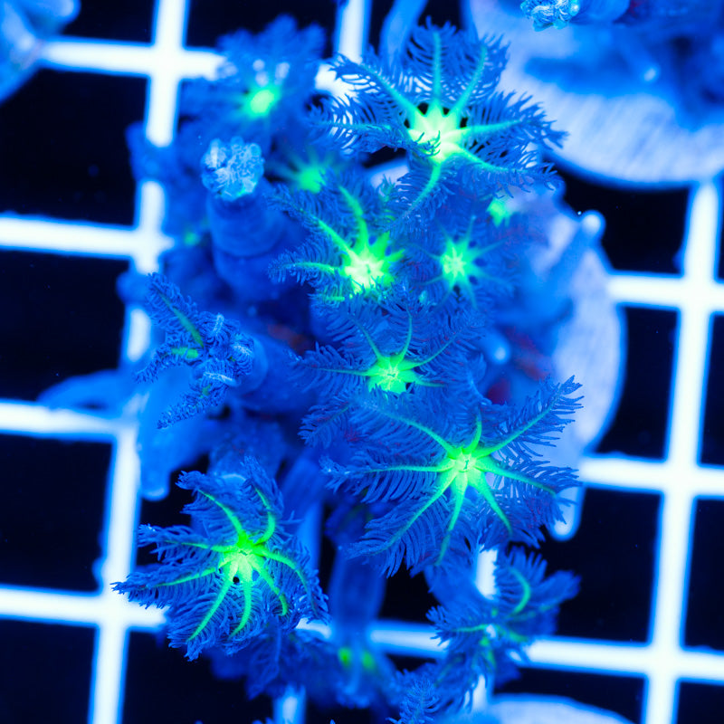 PolypPalooza CC Alieneye Cloves #1