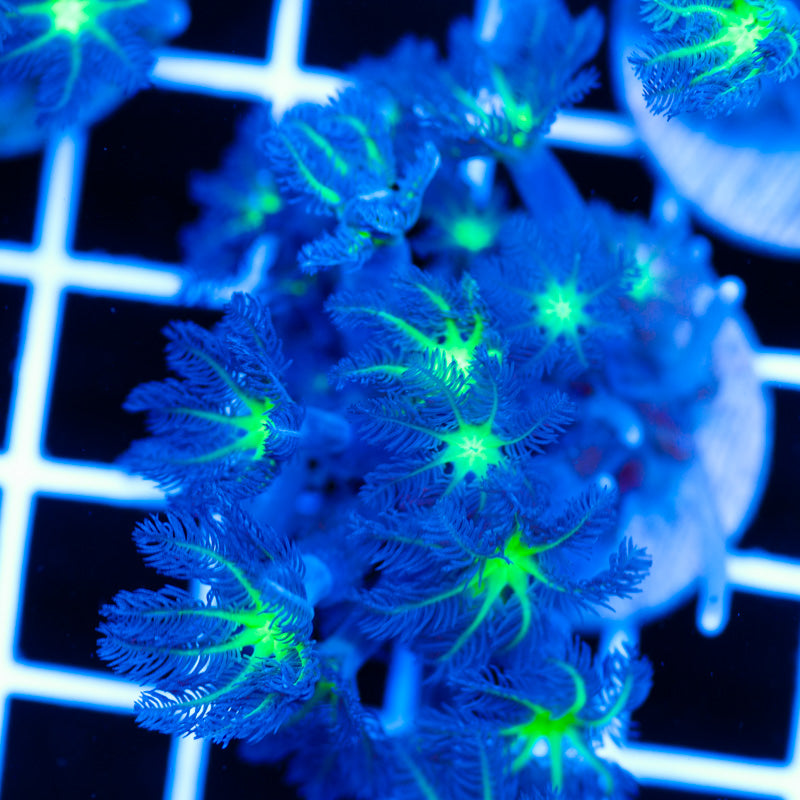 PolypPalooza CC Alieneye Cloves #2