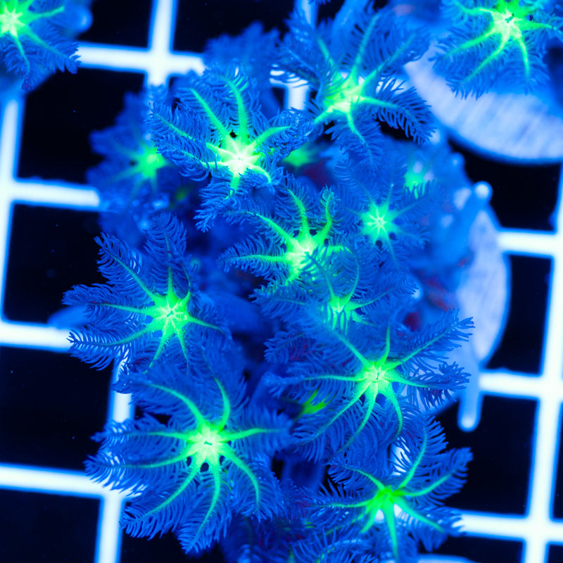 PolypPalooza CC Alieneye Cloves #5