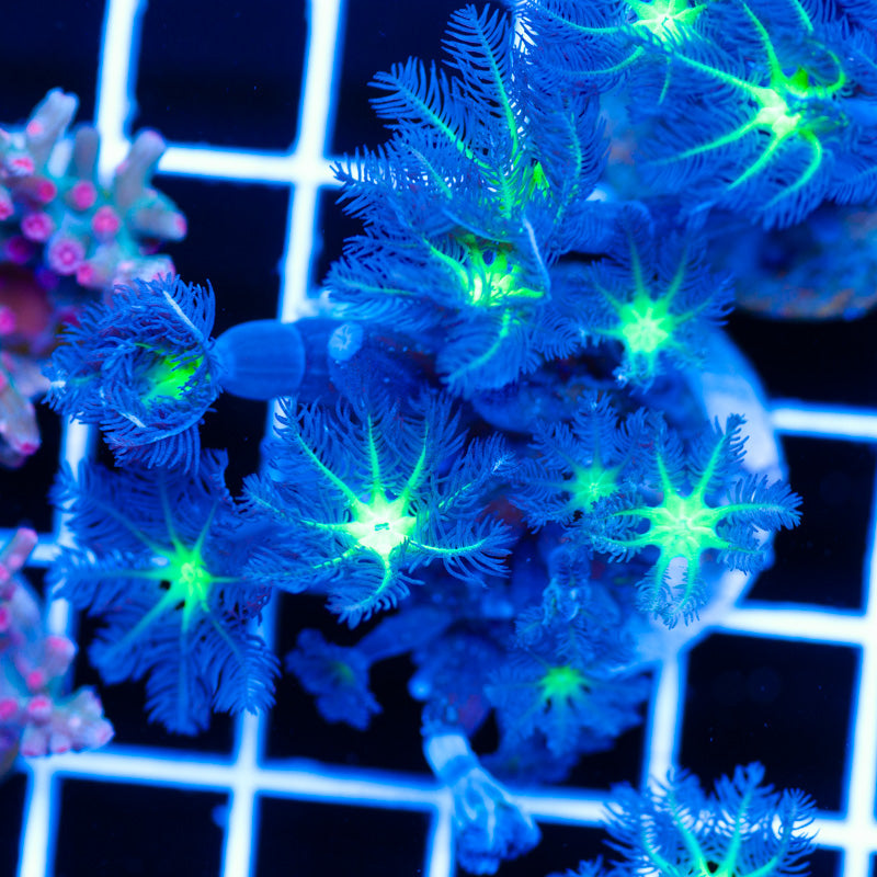 PolypPalooza CC Alieneye Cloves #8